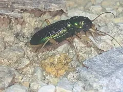 Virginia Metallic Tiger Beetle thumbnail 2