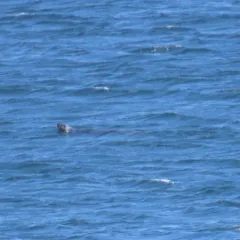 Grey Seal thumbnail 4