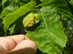 Taphrina carnea thumbnail 3