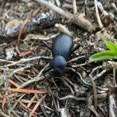 California Broad-necked Darkling Beetle thumbnail 4