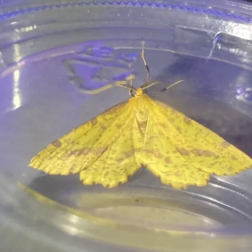 Crocus Geometer