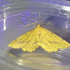 Crocus Geometer thumbnail 1