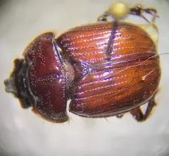 Lazarus's Earth-boring Scarab Beetle thumbnail 2