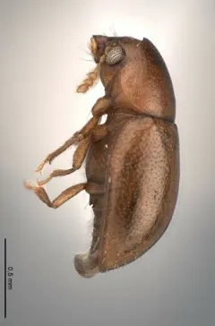 Octotemnus glabriculus thumbnail 3
