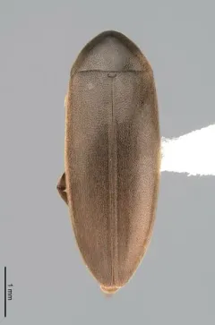 Knife-like False Darkling Beetle thumbnail 2