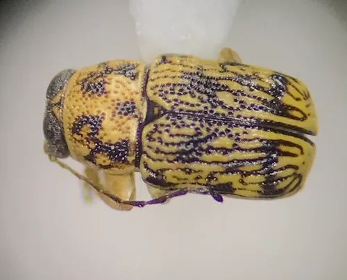 Pachybrachis pectoralis