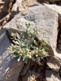 Physaria pachyphylla thumbnail 2