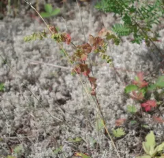 wood spurge thumbnail 4