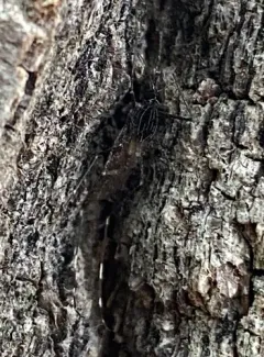 Ornate Treehole Mosquito thumbnail 2