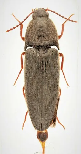 Ampedus impolitus