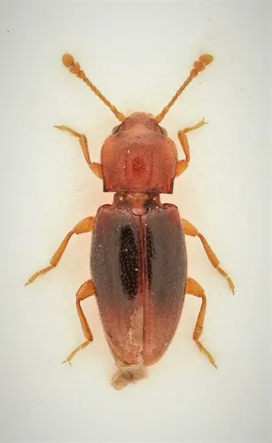 Rhanidea unicolor