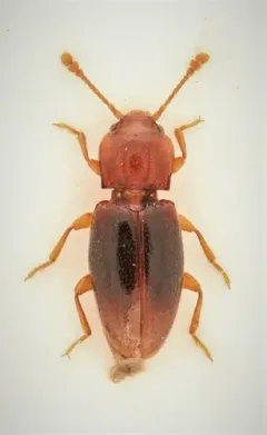 Rhanidea unicolor thumbnail 1