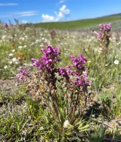 Parry's lousewort thumbnail 2