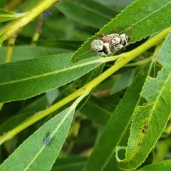 Common Willow Calligrapher Beetle thumbnail 4