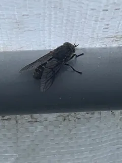 Hybomitra pechumani thumbnail 4