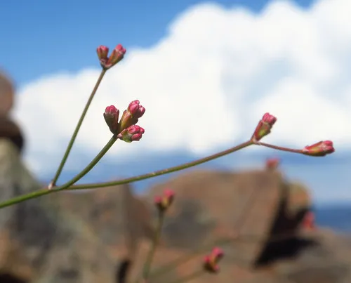 wicker buckwheat