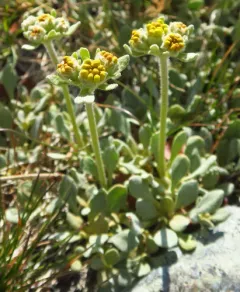 ternate buckwheat thumbnail 3