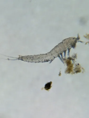 Epactophanes richardi