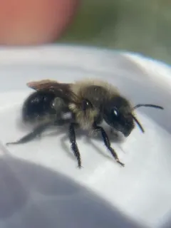 Mountain Mason Bee thumbnail 4