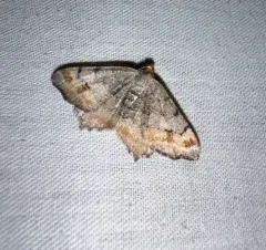 Macaria adonis thumbnail 3