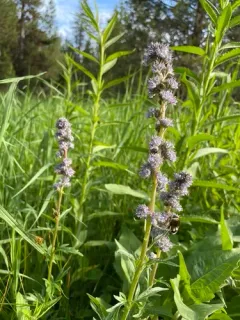 Idaho Phacelia thumbnail 3