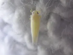 Rose Leafhopper thumbnail 2