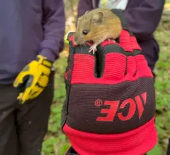 Eastern Woodland Jumping Mouse thumbnail 3