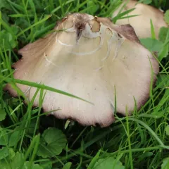 Pale Brittlestem thumbnail 2