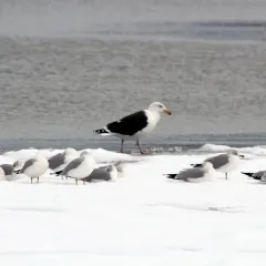 Great Black-backed Gull thumbnail 4
