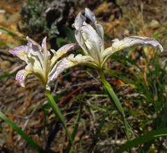 Siskiyou iris thumbnail 3