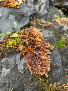 Golden Erect-capsule Moss thumbnail 2