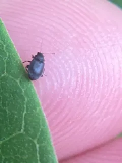 Eggplant Flea Beetle thumbnail 2