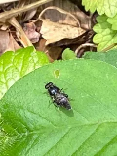 Adoxomyia subulata thumbnail 2