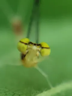 Leucrocuta maculipennis thumbnail 4