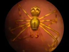 Hump-headed Shield Sheetweaver thumbnail 4
