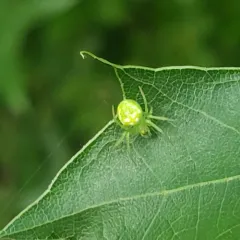 Red-spotted Orbweaver thumbnail 2