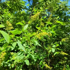 deerbrush ceanothus thumbnail 4