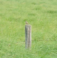 LeConte's Sparrow thumbnail 2