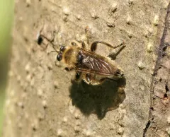 Laphria astur thumbnail 3
