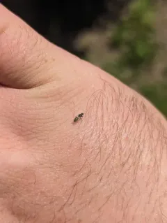Metopoplax ditomoides thumbnail 4