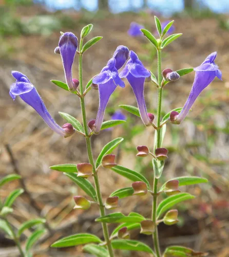 Grayleaf Skullcap