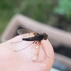 Chrysopilus proximus thumbnail 2