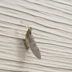 Leucrocuta thetis thumbnail 2
