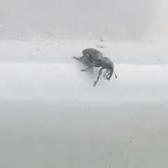 Clover Seed Weevil thumbnail 2