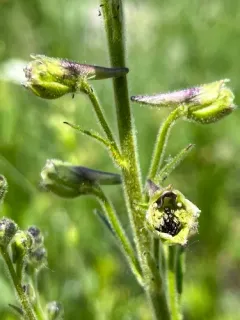 Wenatchee Larkspur thumbnail 2