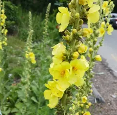 Orange Mullein thumbnail 4