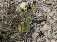 Rocky Mountain Cinquefoil thumbnail 2