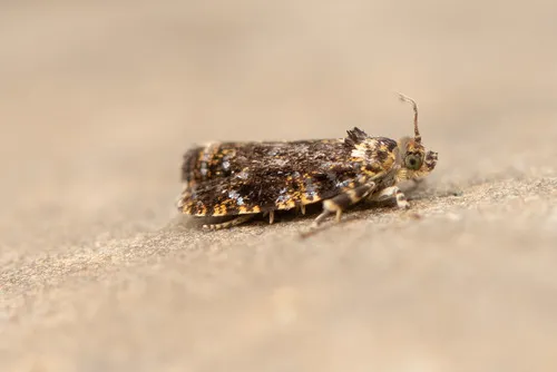 Olethreutes auricapitana