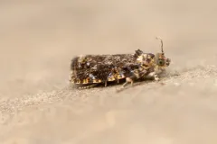 Olethreutes auricapitana thumbnail 1