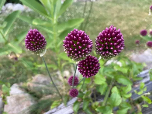 Round-headed Leek
